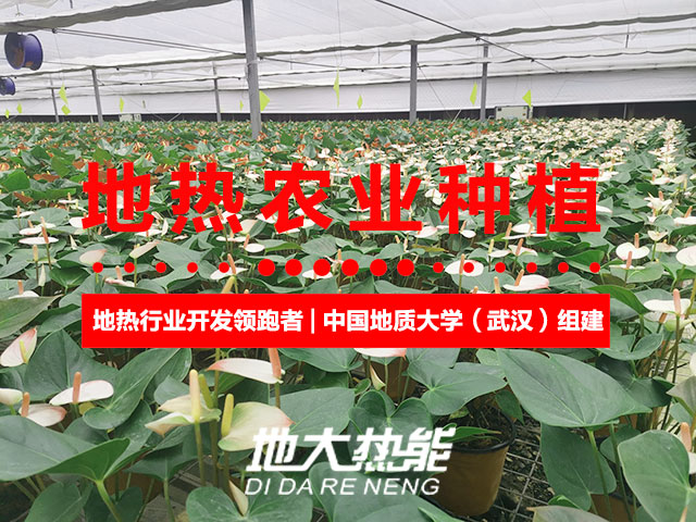 濟(jì)南：“地?zé)崮?農(nóng)業(yè)”產(chǎn)業(yè)融合，讓地?zé)崮苷嬲盁帷逼饋?地大熱能
